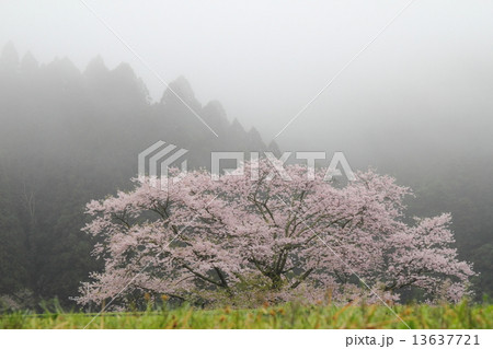 諸木野の桜 13637721