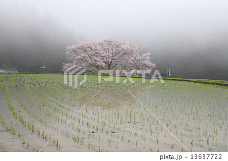 諸木野の桜 13637722