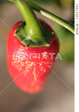 子供ピーマン 13637941