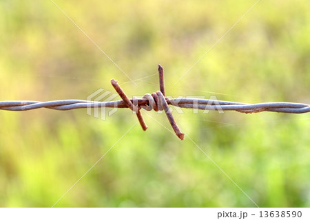 Sharp and rusty barbs on barbed wire. Sharp and rusty barbs on barbed wire. 13638590