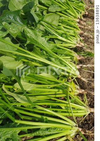 収穫直後のホウレンソウ 13638891