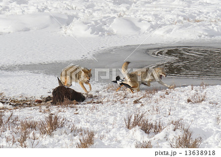 Coyote Fight 13638918