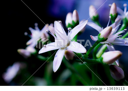 金の生る木の花 13639113