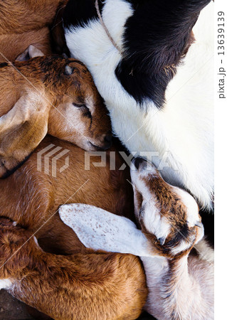 baby goat sleep in the farm 13639139