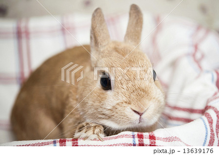 ウサギ ウサギ 13639176