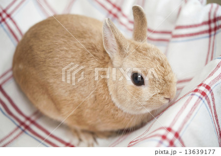 ウサギ ウサギ 13639177