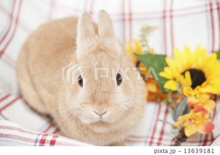 ウサギ 13639181