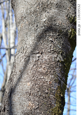 ウワミズザクラ(上溝桜) ウワミズザクラ(上溝桜) 13639532