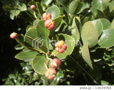 裂開して橙赤色の仮種皮におおわれた種子を出したマサキ 13639560