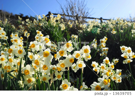 1月花 スイセン・ヒガンバナ科139日本ズイセン 1月花 スイセン・ヒガンバナ科139日本ズイセン 13639705