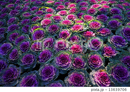 01月葉　ハボタン・アブラナ科20 13639706