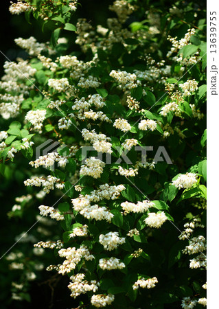 ウツギの花 ウツギの花 13639755