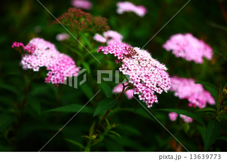 シモツケの花咲く 13639773