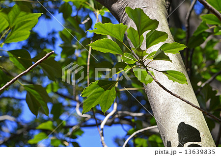 カクレミノ（隠蓑） 13639835