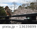 桜とフクロウ 13639899
