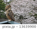 桜とフクロウ 13639900