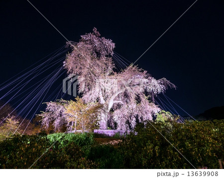 円山公園の枝垂れ桜ライトアップの写真素材