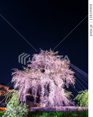 円山公園の枝垂れ桜ライトアップ 円山公園の枝垂れ桜ライトアップ 13639909