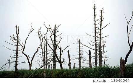 トドワラ 13640044