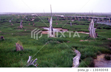 トドワラ 13640048