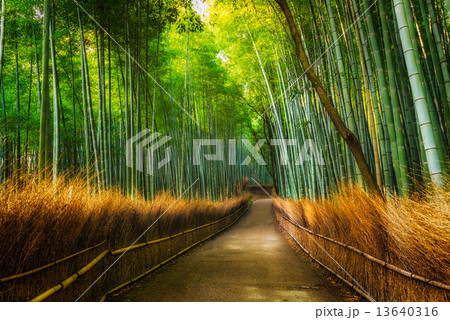 Arashiyama Bamboo Grove 13640316