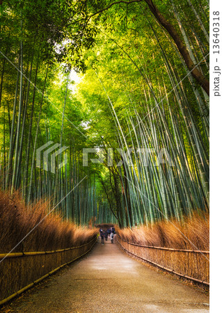 Arashiyama Bamboo Grove 13640318
