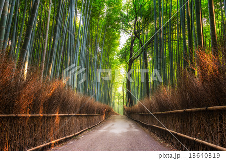 Arashiyama Bamboo Grove 13640319
