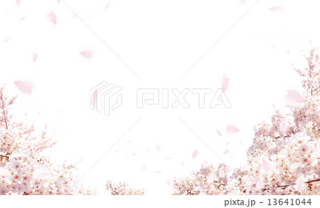 さくら 13641044