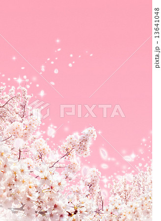 桜 桜 13641048