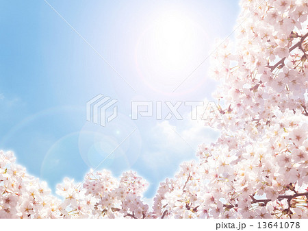 さくら 13641078