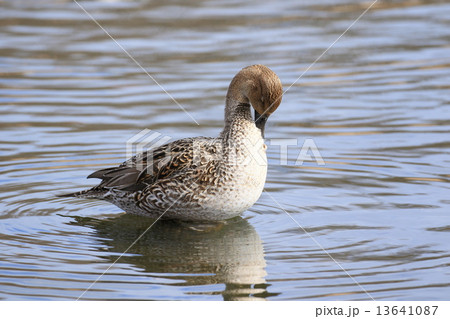 オナガガモのメス 13641087