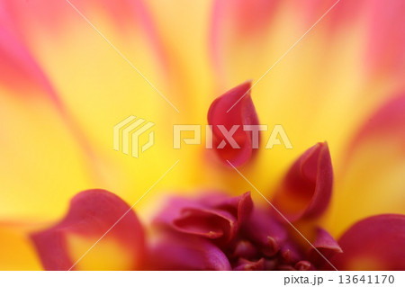 ダリア ダリア 13641170