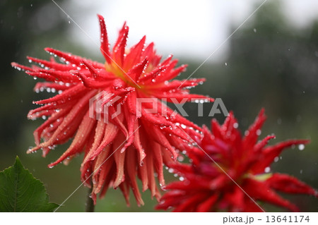 ダリア ダリア 13641174