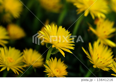 三時草 13641216