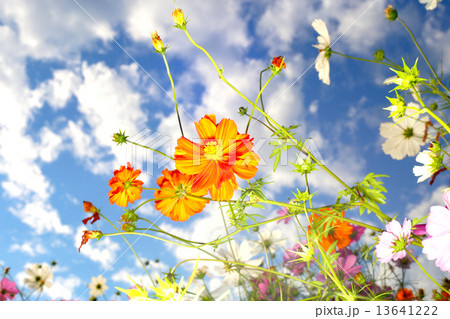 青空とコスモス 13641222