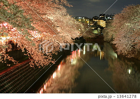 横浜の夜桜　大岡川 13641278