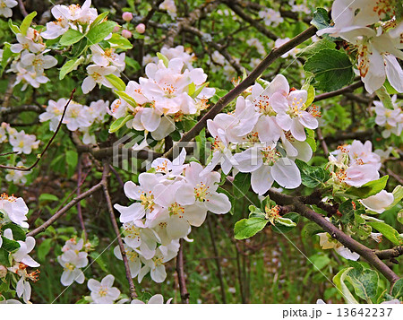 Apple blossom. 13642237