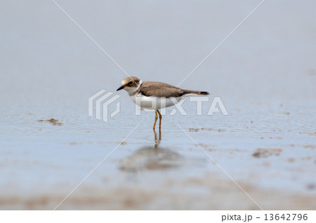 コチドリの幼鳥 13642796