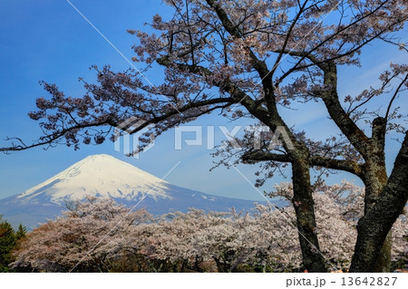 御殿場・平和公園の桜と富士山 御殿場・平和公園の桜と富士山 13642827