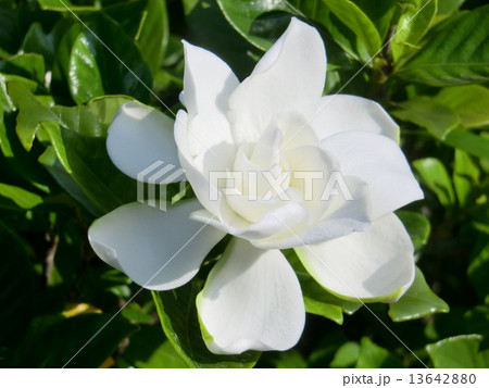 清楚で清潔な美しさが光る純白のクチナシの花。 13642880