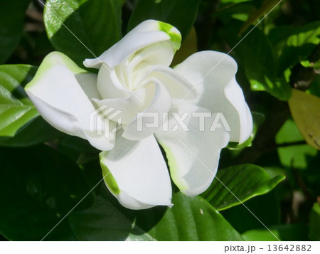 清楚で清潔な美しさが光る純白のクチナシの花。 13642882