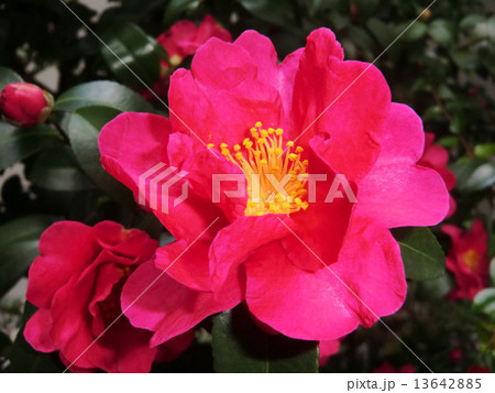 真冬に華麗な花を咲かせる山茶花の花。 真冬に華麗な花を咲かせる山茶花の花。 13642885