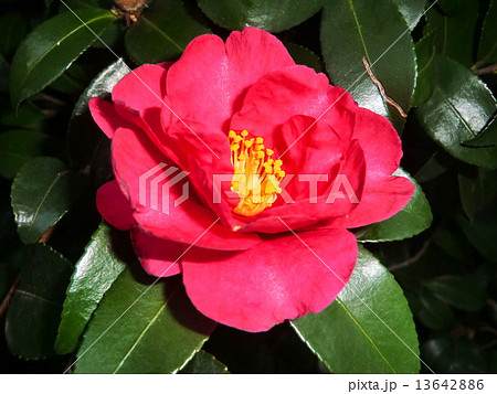 真冬に華麗な花を咲かせる山茶花の花。 真冬に華麗な花を咲かせる山茶花の花。 13642886