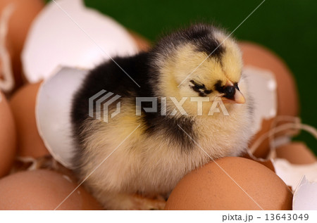 Little chicken in the nest. Easter Little chicken in the nest. Easter 13643049