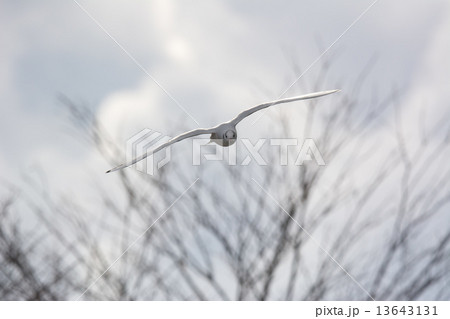 飛ぶユリカモメと冬空 13643131