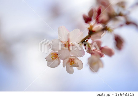 桜 桜 13643218
