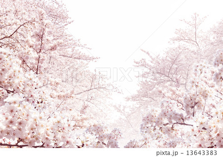 桜 13643383