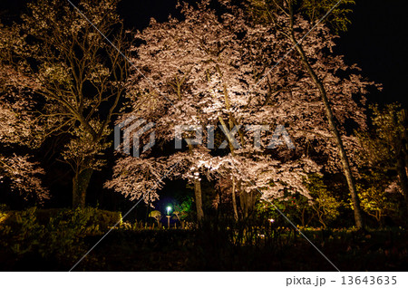 秩父宮記念公園夜桜 13643635