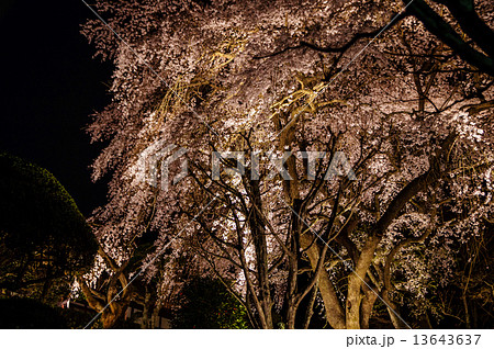 秩父宮記念公園夜桜 13643637