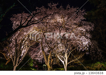 秩父宮記念公園夜桜 13643638